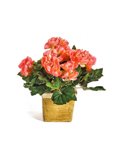 Begonia Cespuglio X 36 - 20Cm