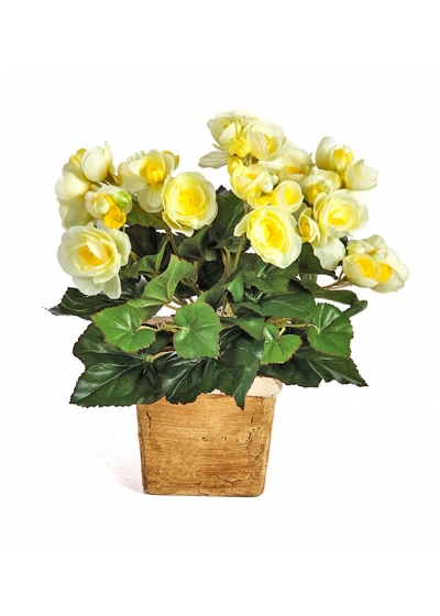 Begonia Cespuglio X 36 - 20Cm