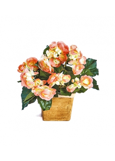 Begonia Cespuglio X 36 - 20Cm