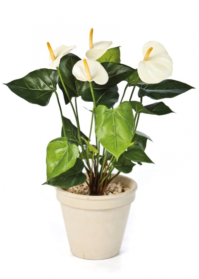 Anthurium De Luxe Crema - 56Cm