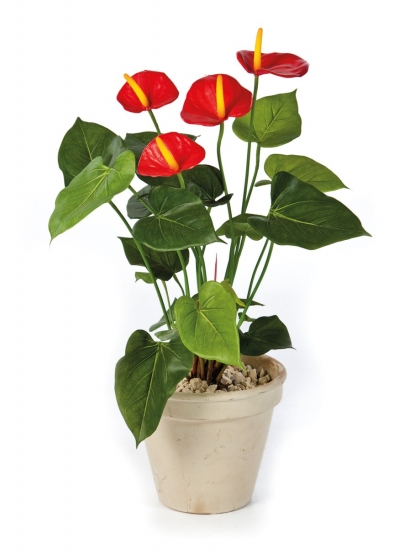 Anthurium De Luxe Rosso - 56Cm