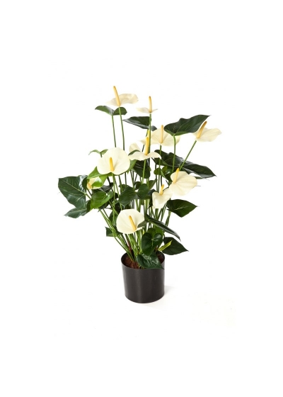 Anthurium Deluxe Con Vaso Crema - 78Cm
