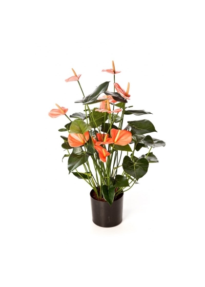Anthurium Deluxe Con Vaso Pink - 78Cm