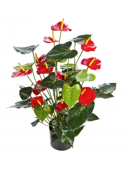 Anthurium Deluxe Con Vaso Rosso - 78Cm