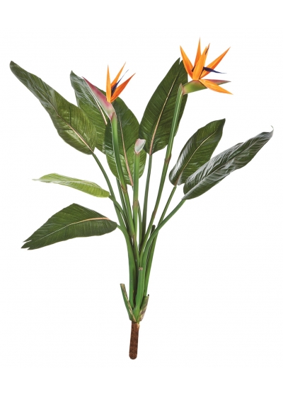 Strelitzia Cespuglio X 11 - 100Cm
