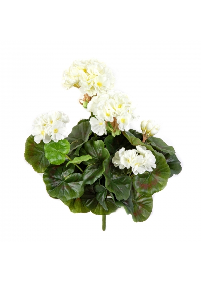 Geranio Cespuglio X 7 - 30Cm