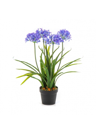 Agapanthus Blue Con Vaso - 66Cm