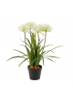 Agapanthus Bianco Con Vaso - 66Cm