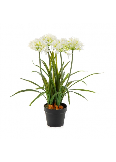 Agapanthus Bianco Con Vaso - 66Cm