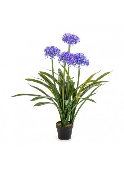 Agapanthus Large Blue Con Vaso - 103Cm