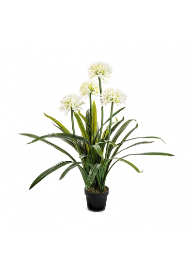 Agapanthus Large Bianco Con Vaso - 103Cm