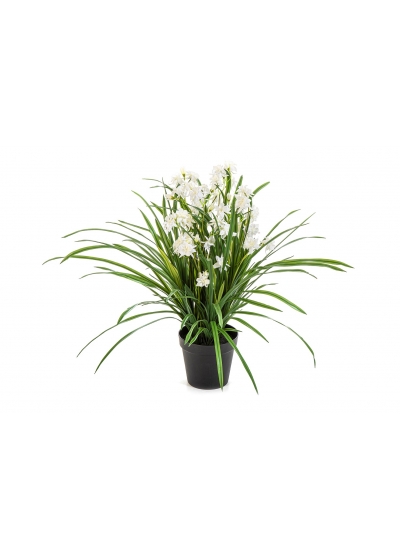 Orchidea Wild Bianco Con Vaso - 85Cm