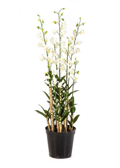 Orchidea Dendrobidium Bianco W - 132Cm