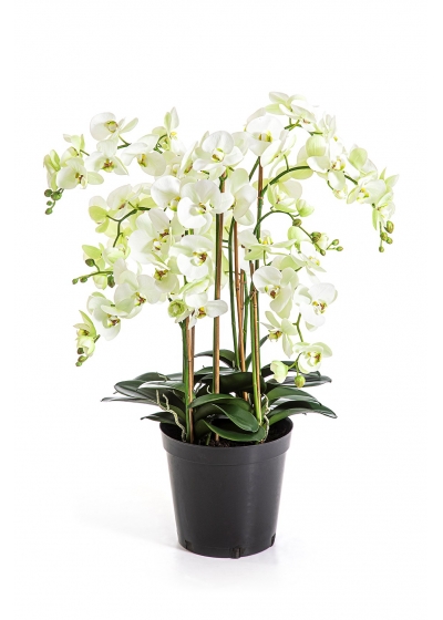 Phalaenopsis De Luxe Crema - 85Cm