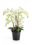 Phalaenopsis De Luxe Crema - 85Cm