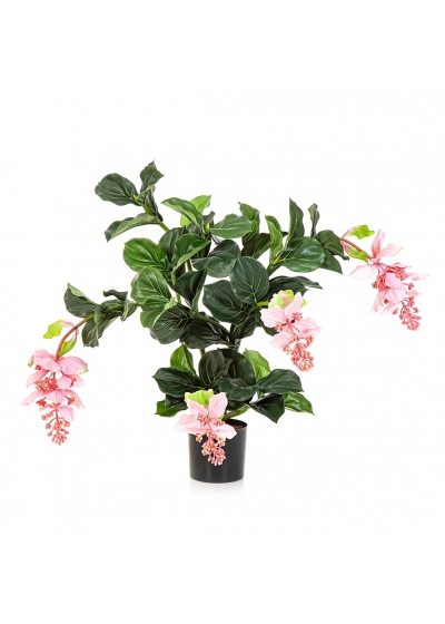 Medinilla Pianta X 4 - 78Cm