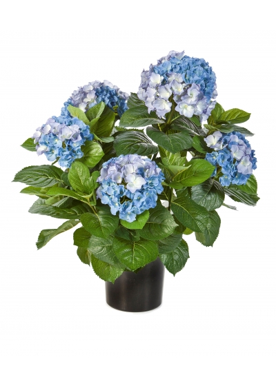 Hydrangea Cespuglio De Luxe Con Vaso - 53Cm