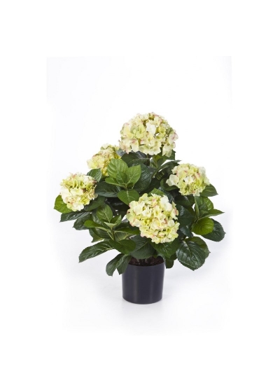 Hydrangea Cespuglio De Luxe Con Vaso - 53Cm