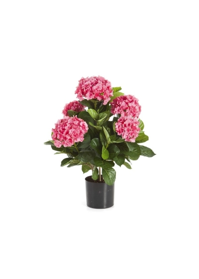 Hydrangea Cespuglio De Luxe Con Vaso - 53Cm