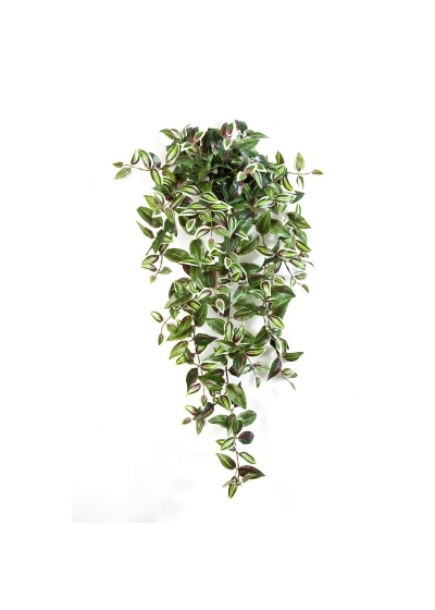 Wandering Jew Sospesa Cespuglio - 95Cm
