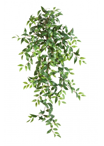 Tradescantia Sospesa Cespuglio X - 105Cm