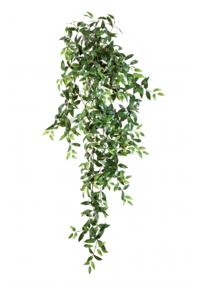 Tradescantia Sospesa Cespuglio X - 125Cm
