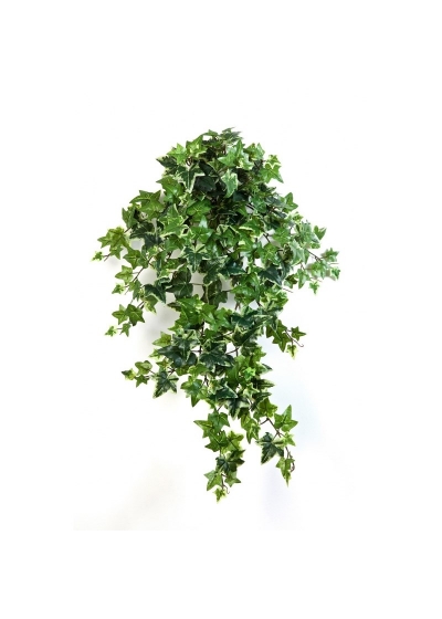Edera Variegata Sospesa Cespuglio X 12 - 70Cm