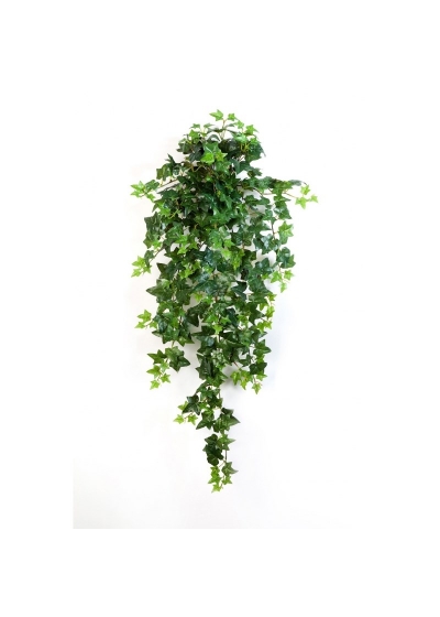 Edera Verde Sospesa Cespuglio X 15 - 90Cm