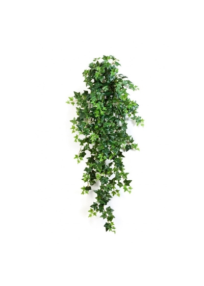 Edera Verde Sospesa Cespuglio X 18 - 110Cm