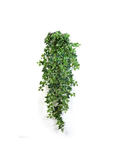 Edera Variegata Sospesa Cespuglio X 18 - 110Cm