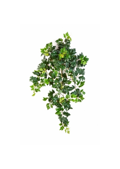 Edera Grape Sospesa Cespuglio X 7 - 70Cm