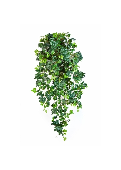 Edera Grape Sospesa Cespuglio X 12 - 90Cm