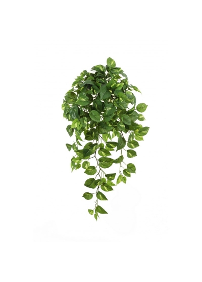 Pothos Sospesa Cespuglio X 232 - 85Cm