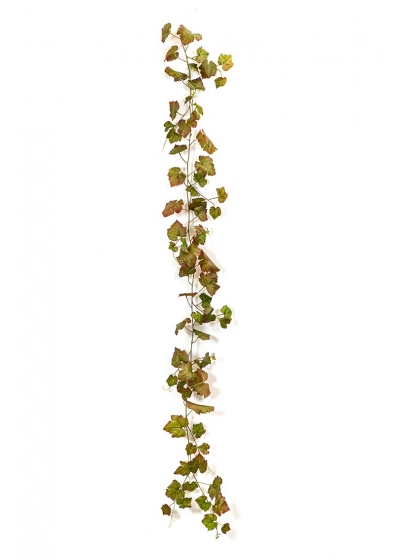 Grape Edera Vine Autumn 230 C - 230Cm