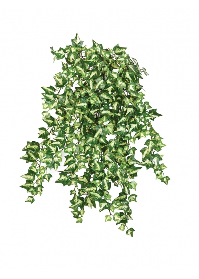 Edera Variegata X 560