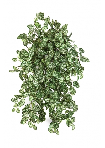 Mini Hypoestes X 560