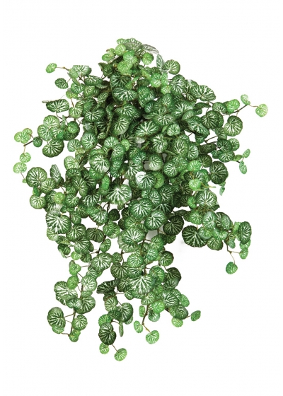 Mini Saxifraga X 560