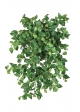 Mini Philodendron X 560