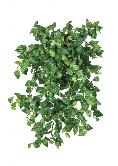 Mini Philodendron X 560