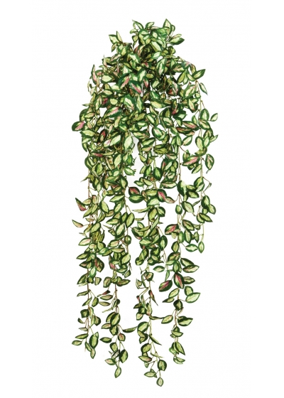 Hoya Sospesa Cespuglio - 85Cm