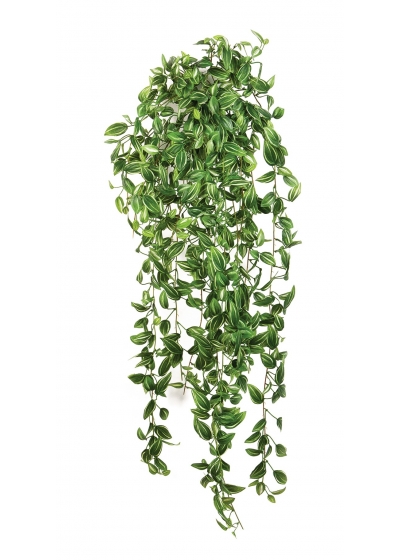 Tradescantia Sospesa Cespuglio - 85Cm