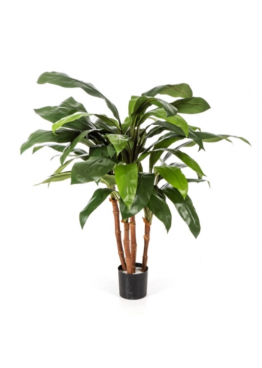 Cordyline Cespuglio Tree - 90Cm