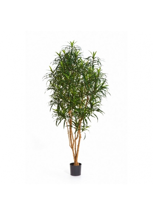 Dracaena Anita Tree - 120Cm