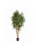 Dracaena Anita Tree - 120Cm