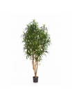 Dracaena Anita Tree - 150Cm