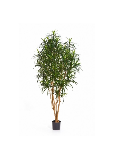 Dracaena Anita Tree - 180Cm