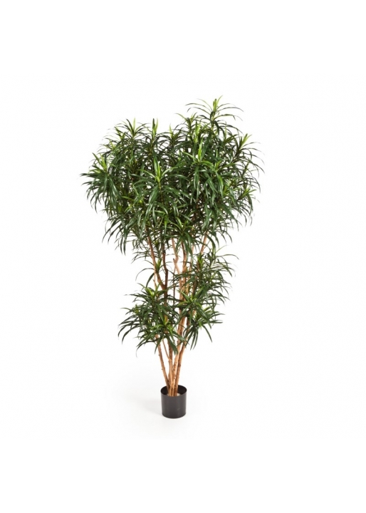 Dracaena Reflexa Anita T - 120Cm