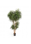 Dracaena Reflexa Anita T - 120Cm