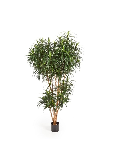 Dracaena Reflexa Anita T - 180Cm