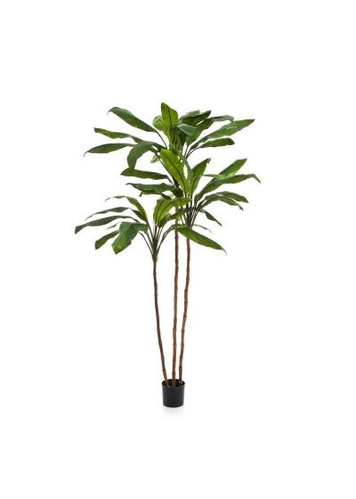 Cordyline Fruticosa Tree - 210Cm